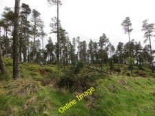 Photo 6x4 Turflundie Wood