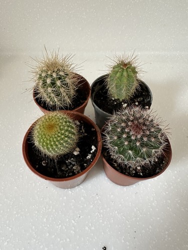Cacti collection 4 beautiful - cacti,