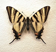 Bred Scarce Swallowtail Butterfly  /Lepidoptera/ Insects/ Taxidermy