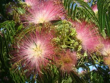 Albizia julibrissin, Silk