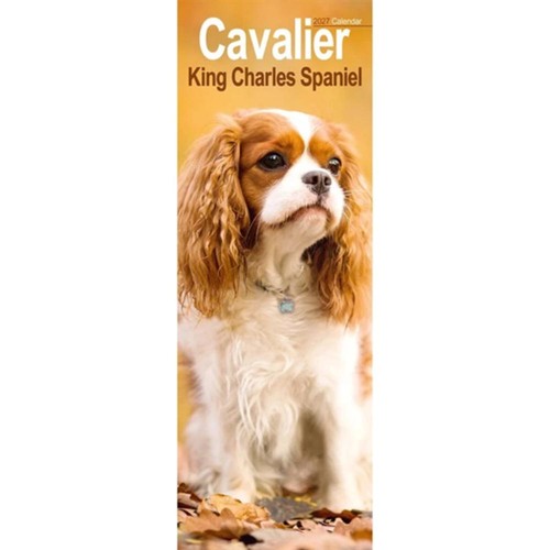 Cavalier king charles spaniel - king,