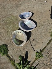 abalone shell pieces