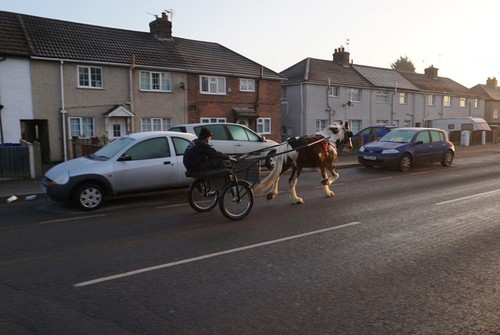 Photo 6x4 horse - horse, on
