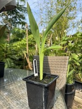 CANNA ROSITA - 1 x 9cm pot