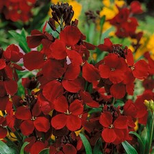 Burnt Red Wallflower Seeds