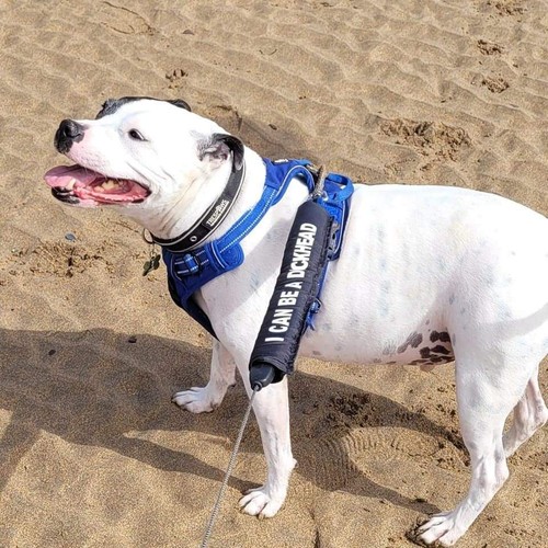 Dog lead sleeve slip - dog, sleeve,lead