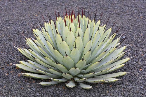 Agave macroacantha cactus - agave,