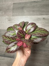 RARE HOYA OBSCURA SILVER