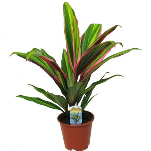 Cordyline fruticosa kiwi good - cordyline,