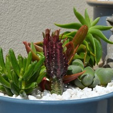 Euphorbia trigona Rubra 3 Pack