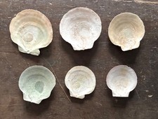 Fan Shaped Sea Shells  x 6