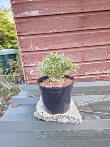 Pinus parviflora hagoromo - pinus,