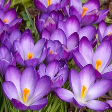 Crocus Ruby Giant Speciies Indoor Outdoor Spring Flowering Dwarf Bulbs Plants