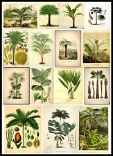 VINTAGE BOTANICAL PRINTS Palm tree Wall Art Home Flower Leaf Plant Decor POSTERS