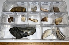 Labeled REAL 12 Fossil Lot Case MEGALODON, SPINOSAUR DINOSAUR TOOTH, TRILOBITE