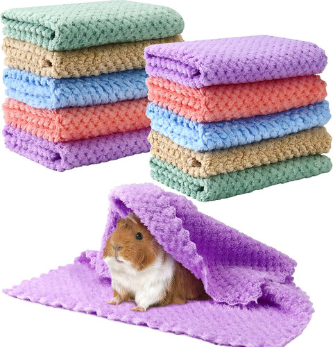 10pcs guinea pig - guinea,