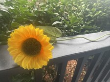 IT CHAPTER TWO Movie Prop NEIBOLT HOUSE  Sunflower  Horror Screen Production  X1