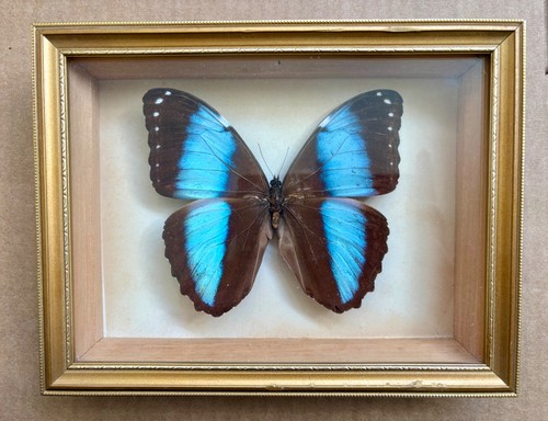 Vintage framed morpho achilles - vintage,