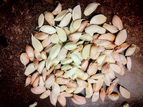 50x garlic corms for - corms, planting
