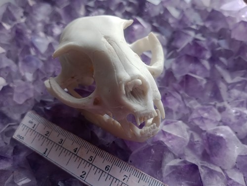 Cat skull quality replica - cat,