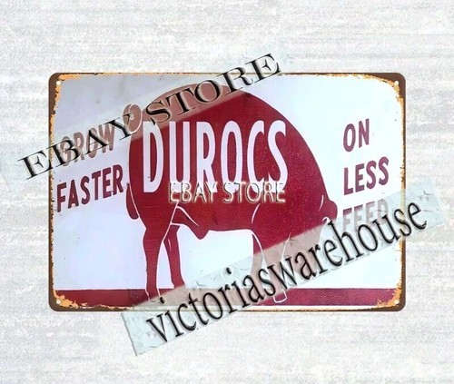Durocs hog pig farm barn - hog,