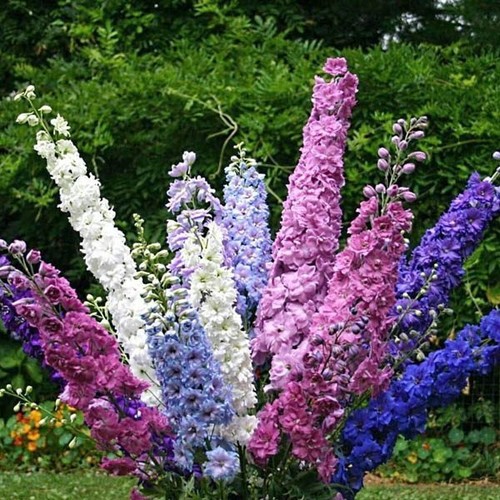 Delphinium pacific giant - 4x,