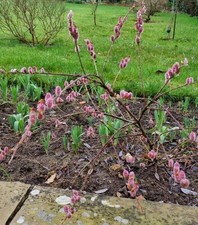 Salix Gracilistyla Mount Aso