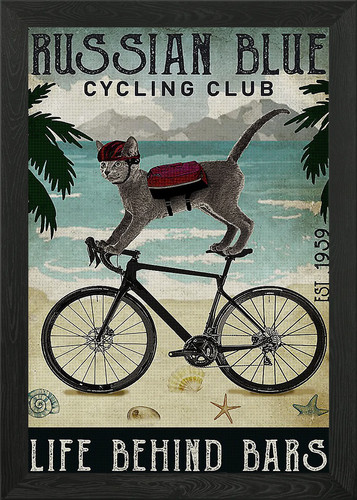 Russian blue cat cycling - cat,