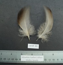 One Pair 3.5" Farm Raised Medium Bronze Mallard Flanks Lot-SF 203