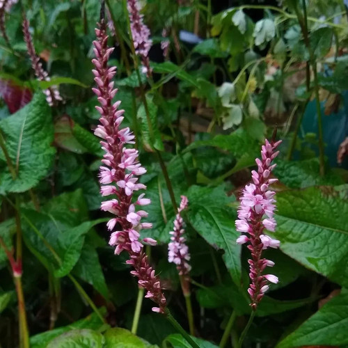 Bistorta amplexicaulis rosea - bistorta,