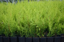 [x30] LEYLANDII GOLD |