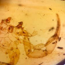 Scorpion burmese burmite - scorpion,