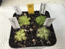 Pinguicula Collection  #11