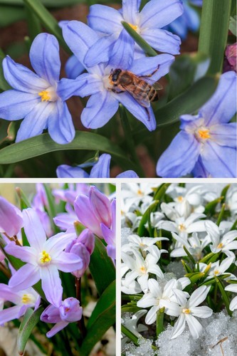 Chionodoxa mixed bulbs - mixed,
