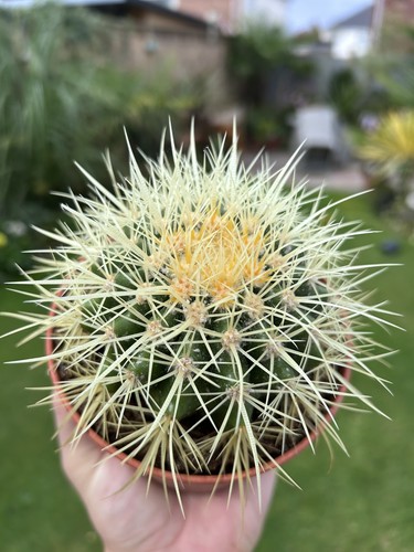 Echinocactus grusonii golden - echinocactus,