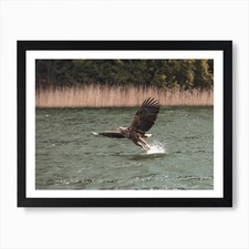 Sea Eagle Flying Art Print
