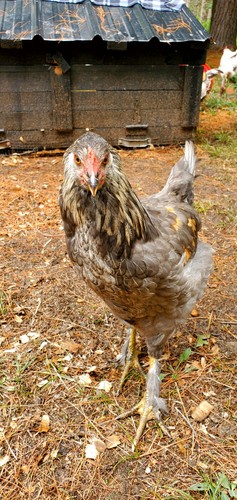Hatching eggs light brahma - hatching,