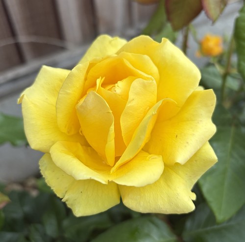 Pre order keith - pre, yellow