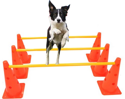 Dog hurdle cone practice - nd,