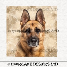 Alsatian German Shepherd -