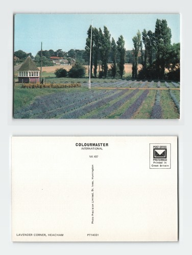 Vintage postcard lavender - vintage,