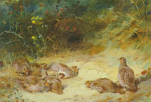 Archibald thorburn print a - a4,