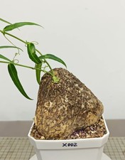 10.1cm Unique Sale Rare plant Adenia penangi Random Caudex