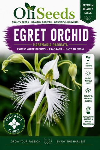 White egret orchid - white, habenaria