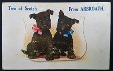 Early ARBROATH  Angus Two  Scottish  Terrier  Dog  Postcard