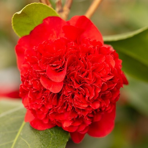 Camellia ruby wedding - ruby, |