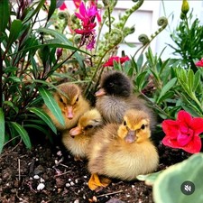 6  Fertile Call Duck Hatching