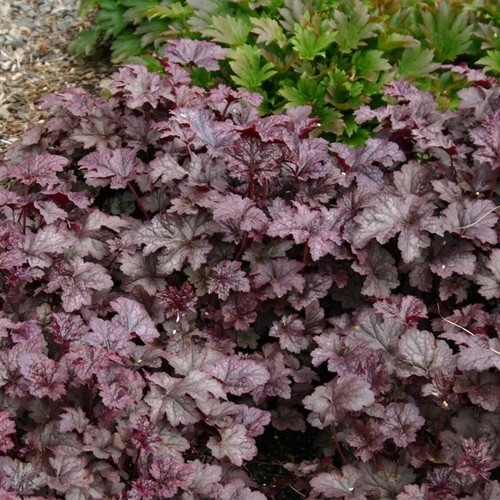 Heuchera plum pudding - pudding, –