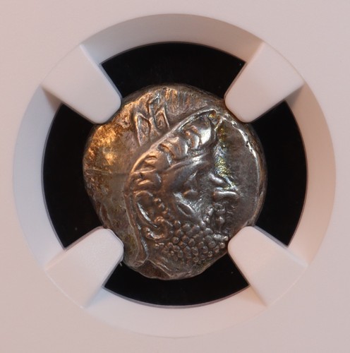Kingdom persis silver - kingdom,