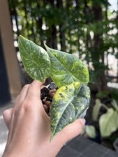 Alocasia maharani  lime